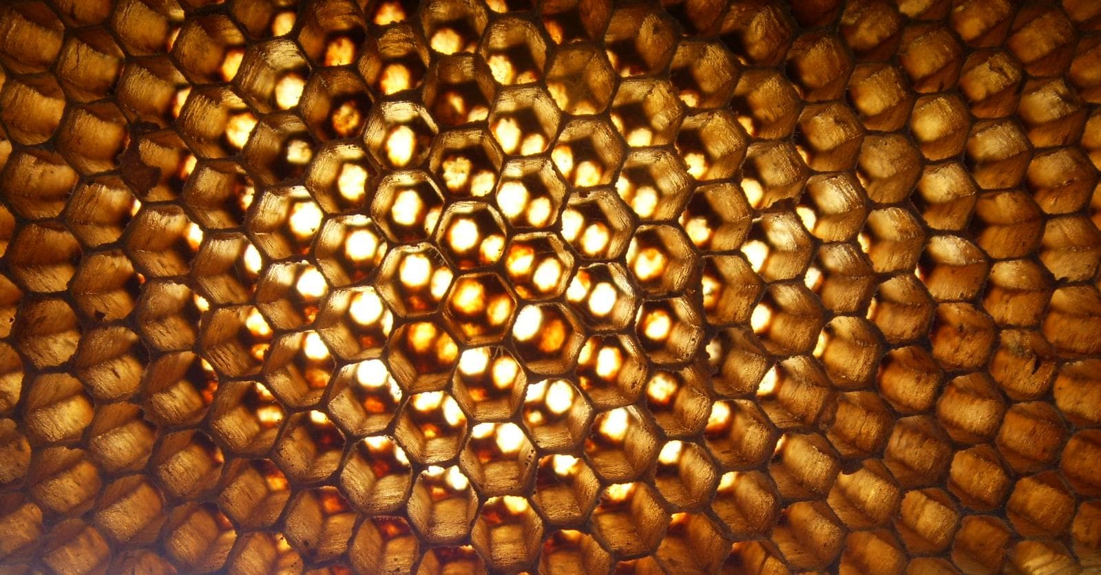 honeycomb-cool1-1kofwwp